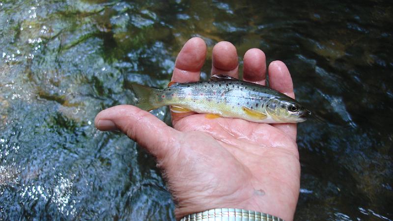 5-30 fish10.JPG